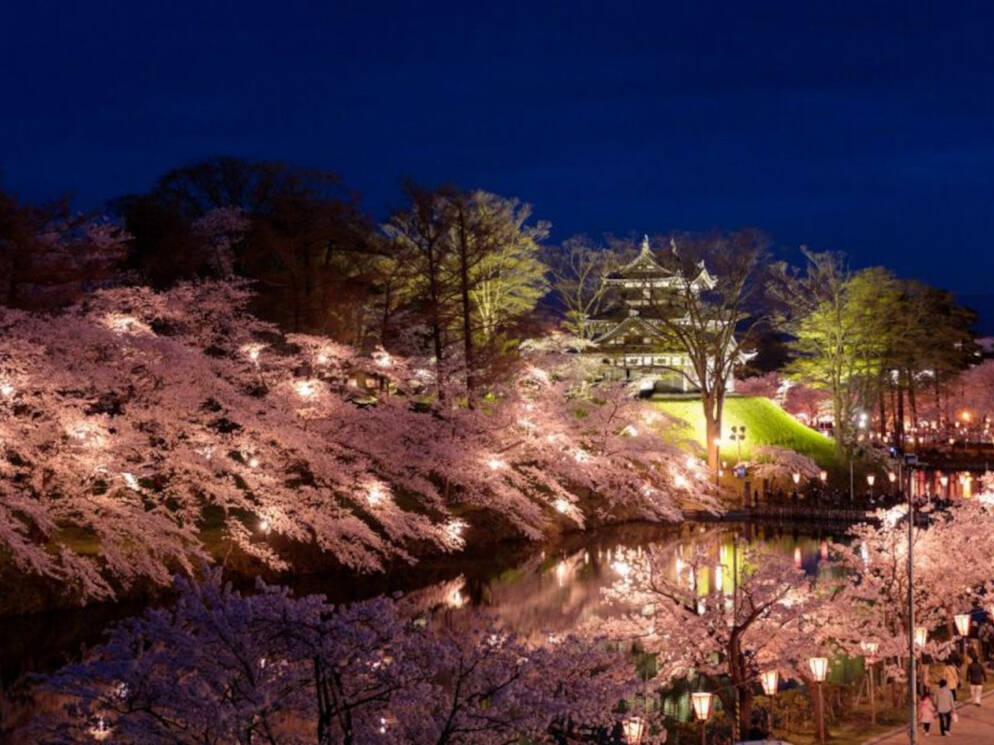 日本三大夜桜！ 約4,000本の桜を日本三大夜城の一つで堪能できる「高田