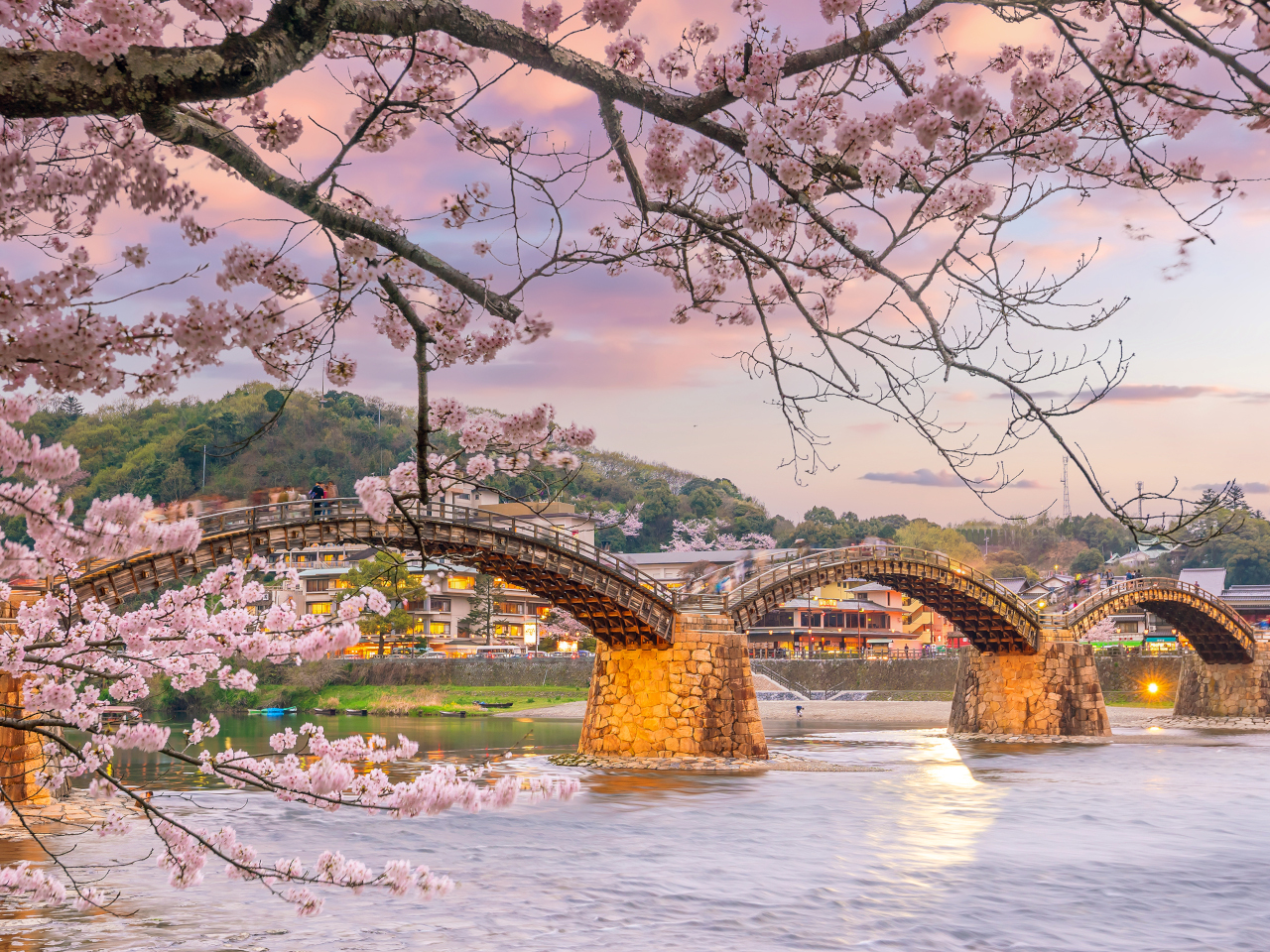 yamaguchi_cherry_blossoms_kint