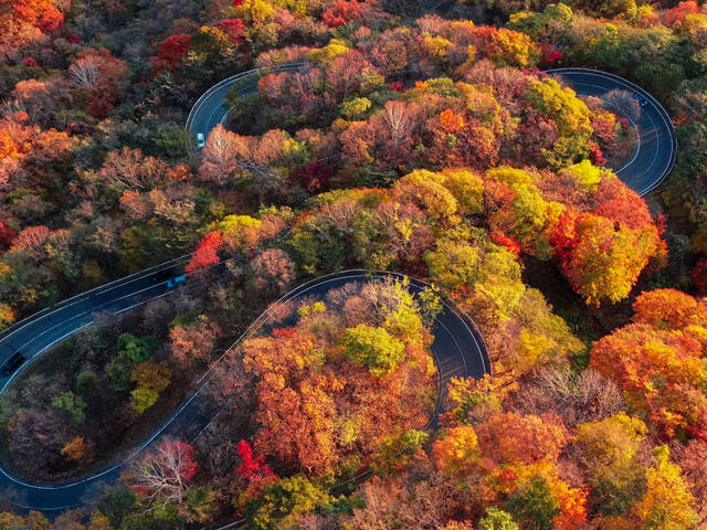 【紅葉ドライブ】11月に見頃を迎える関東の絶景紅葉ロードへお出かけ